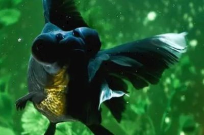 新手怎么養(yǎng)冷水魚，根據(jù)魚的體型來(lái)選擇合適的魚缸