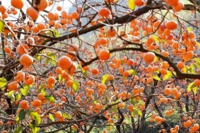 柿子的產(chǎn)地,原產(chǎn)于中國(guó)長(zhǎng)江流域地區(qū)