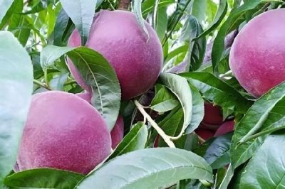 黑桃皇后的價(jià)格，品種不同價(jià)格也不同