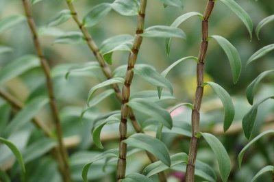 鐵皮石斛的價(jià)格，會(huì)受到規(guī)格、產(chǎn)地、品牌等條件的影響