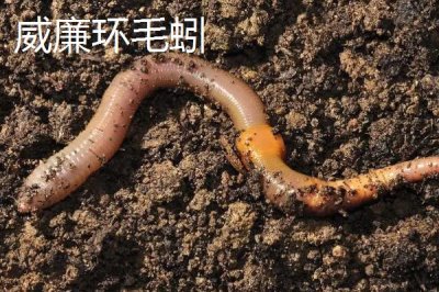 蚯蚓只能在土里生活嗎，提供適宜的溫濕度和食物也能離開土壤