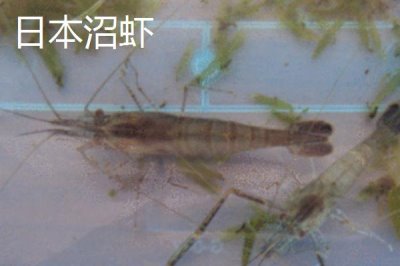 淡水蝦的種類，日本沼蝦、羅氏沼蝦等為主要養(yǎng)殖品種