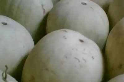 三白西瓜多少天成熟，坐果后經過40天左右會成熟