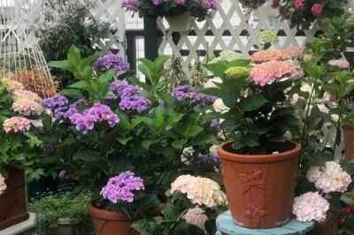 新手養(yǎng)花要注意的問(wèn)題，忌盆土積水