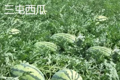 懷化辰溪的特產(chǎn)，當?shù)赜筒璺N植面積非常廣