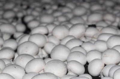 雙孢菇的價(jià)格，地區(qū)不同售價(jià)也不同