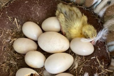 鵝腿瘸了怎么治療，先降低飼料中的蛋白質(zhì)含量