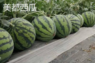 美都西瓜與麒麟西瓜有什么區(qū)別，麒麟西瓜的種植周期更短