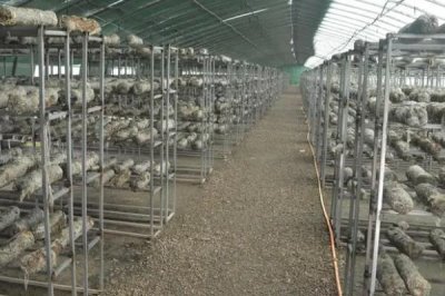 香菇菌棒如何接種，選擇在冬季、春季開(kāi)放式接種