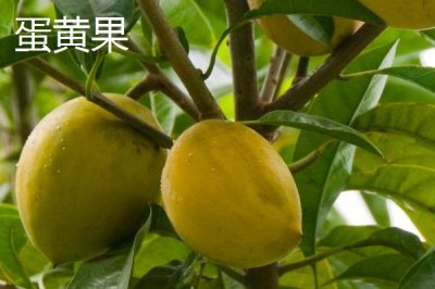 哪些水果的種植前景比較好，當年種植羊奶果可在翌年收獲