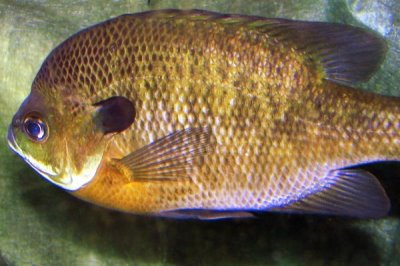 太陽(yáng)魚(yú)的價(jià)格，一斤需要12-16元左右