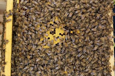 介王不圍王籠了可以放王嗎，介王時(shí)圍王是工蜂排斥新蜂王的表現(xiàn)