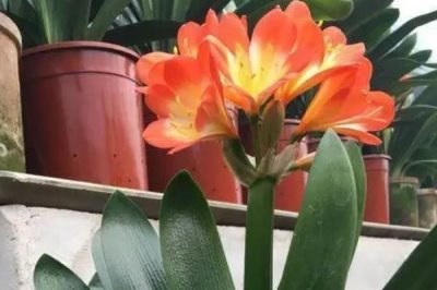 君子蘭夏季怎么管理，適合生長在溫暖的環(huán)境中