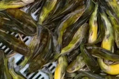 黃顙魚的價格，零售價多為12-20元左右