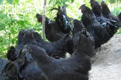 四川省萬源市的特產，紅豆腐是當?shù)赝撂禺a品