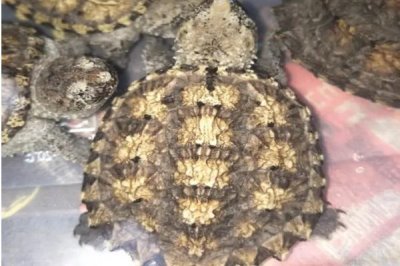 雜佛鱷龜喜歡吃什么，肉食性食物、蔬果都可以