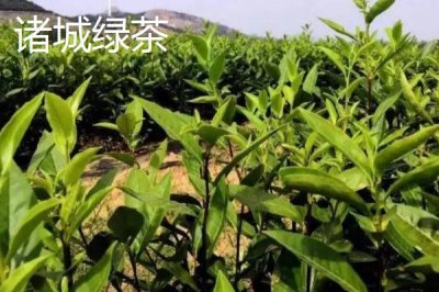 山東濰坊的特產(chǎn)，諸城綠茶是中國國家地理標志產(chǎn)品