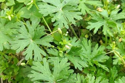 野老鸛草的發(fā)生特點，常生于田野中與植物爭奪水分養(yǎng)分