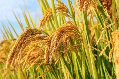 隆晶優(yōu)2911水稻種子介紹，秈型三系雜交晚稻遲熟品種