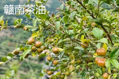 江西贛州市的特產(chǎn)，贛南臍橙成為贛州名片