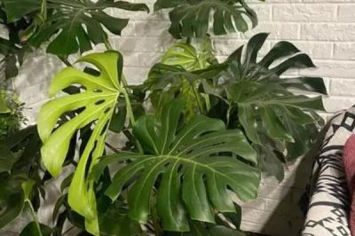 龜背竹怎么長成老樁，將植株的根莖截取下來精心養(yǎng)護