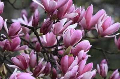 紫玉蘭是什么植物，為中國兩千多年的傳統(tǒng)花卉