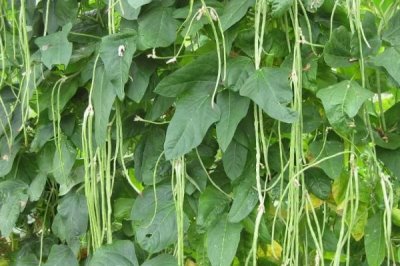 豇豆的田間管理技術(shù)，初生葉出現(xiàn)時(shí)應(yīng)查苗補(bǔ)苗