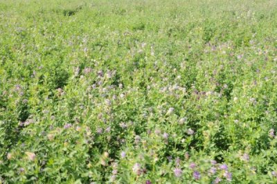 苜蓿種植管理技術(shù)，種植過程中要注意做好追肥工作
