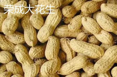 山東榮成的特產(chǎn)，榮成海參堪稱參中之王