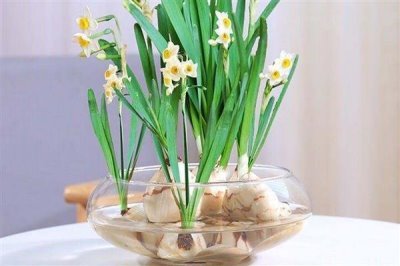 家里為什么不能養(yǎng)水仙花，因?yàn)榧依镎w光線不好