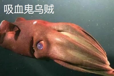 飛烏賊的產(chǎn)地，主要分布在南海、日本相模灣等地