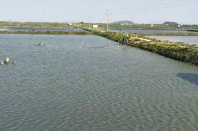 哪些土地可以挖魚塘，除基本農(nóng)田外其他土地在有關(guān)部門審批后都可以