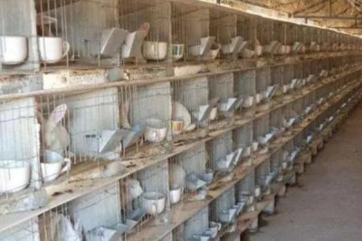 養(yǎng)殖兔子的前景，目前來看前景廣闊