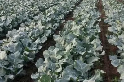蔬菜的種植方法，低溫天氣可用薄膜育秧