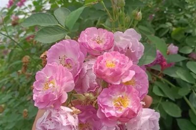 薔薇花的花語，寓意純潔的愛情