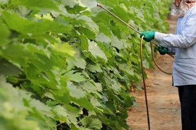 防治病蟲害的適宜適期，害蟲幼齡期、危險生育期、天敵敏感期適合用藥