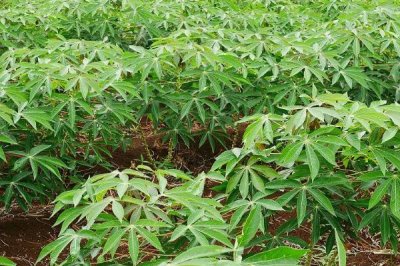 木薯植株萎蔫的癥狀，主要為害植株葉片、頸部