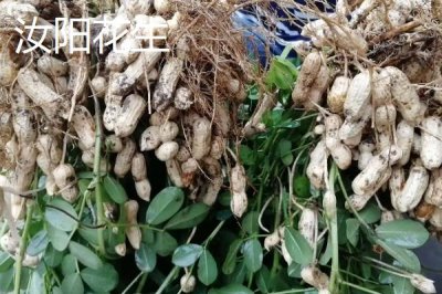 河南省汝陽(yáng)縣特產(chǎn)介紹，歷史名酒杜康的發(fā)祥地
