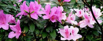 杜鵑花何時(shí)開(kāi)放，開(kāi)花時(shí)間取決于培育環(huán)境