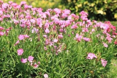 香石竹兩種病害怎么打農(nóng)藥，高濕期間可噴施代森鋅