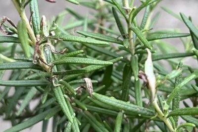 迷迭香的價格，價格會根據(jù)地區(qū)、時間、季節(jié)等浮動