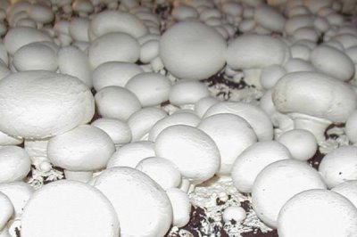 雙孢菇的價(jià)格，地區(qū)不同售價(jià)也不同