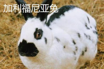 兔子的養(yǎng)殖品種，常見的有新西蘭白兔、比利時兔等