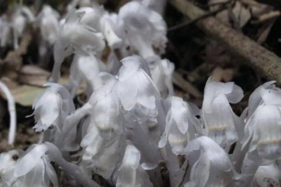 水晶蘭的花語(yǔ)，花語(yǔ)是美麗之精靈、脆弱無(wú)城府