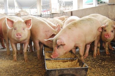 非洲豬瘟傳播途徑和防范措施，可通過人員傳播和飼料傳播等