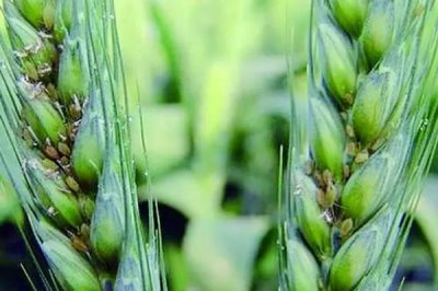 小麥蚜蟲的防治方法，分為農業(yè)、生物、化學防治