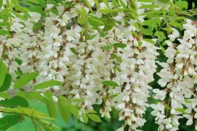 槐花的花語是什么，寓意美好向往、脫塵出俗等