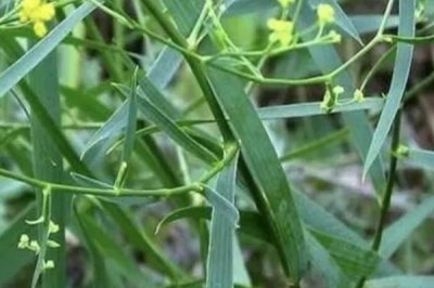 柴胡的價格，一斤需要30-60元左右