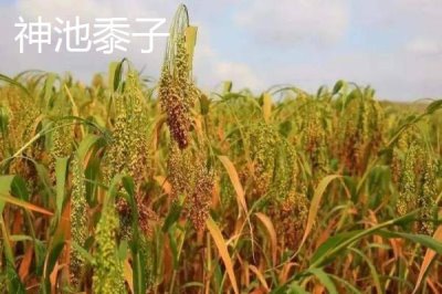 山西省渾源縣的特產(chǎn)，包括恒山黃芪、渾源燒酒、北芪菇等種類