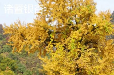 浙江省嘉善縣的特產(chǎn)，包括嘉善老酒、姚莊黃桃、六塔鱉等種類(lèi)